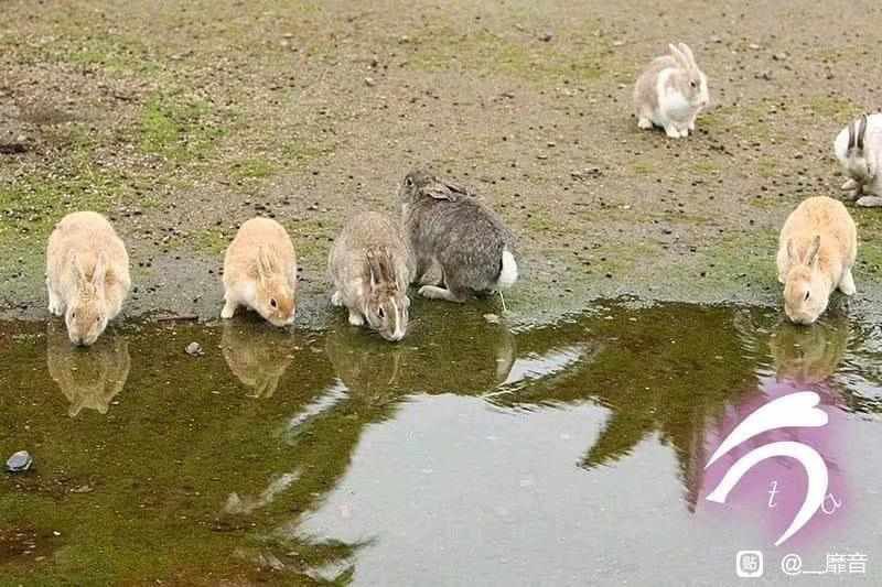 我住长江头，君住长江尾，同是一家人，共引一家水🐰from Mike Slavas我住长江头，君住长江尾，同是一家人，共引一家水🐰from Mike Slavas