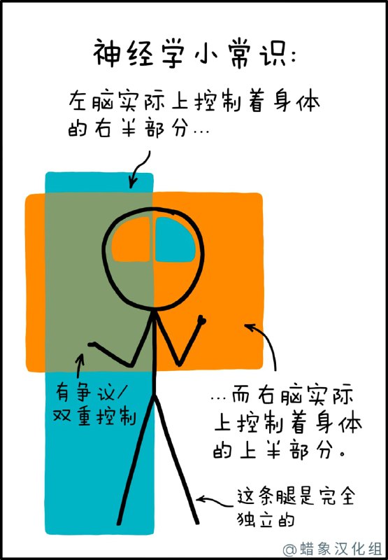 从神经学上讲，左手实际上是右臂末端的那只手