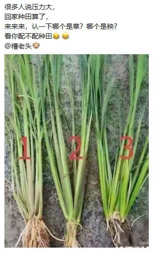 from 维他奶