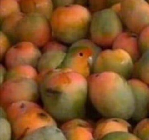 🦜via 张某 犯罪嫌疑人🦜via 张某 犯罪嫌疑人