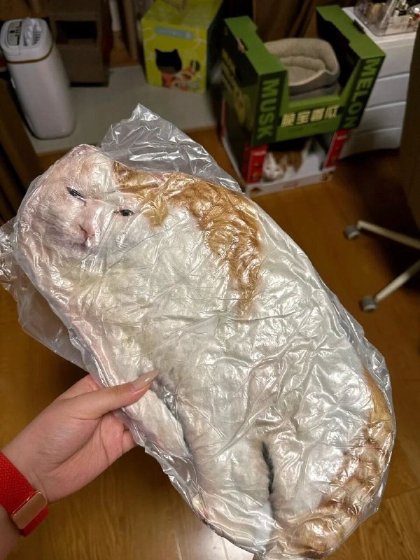 :( 你的哈基米遭遇问题，需要重开我们只收集某些错误基米，然后为你重新哈气0%完成错误代码：HAQI_DRIVER_FAILUREvia my nbkls