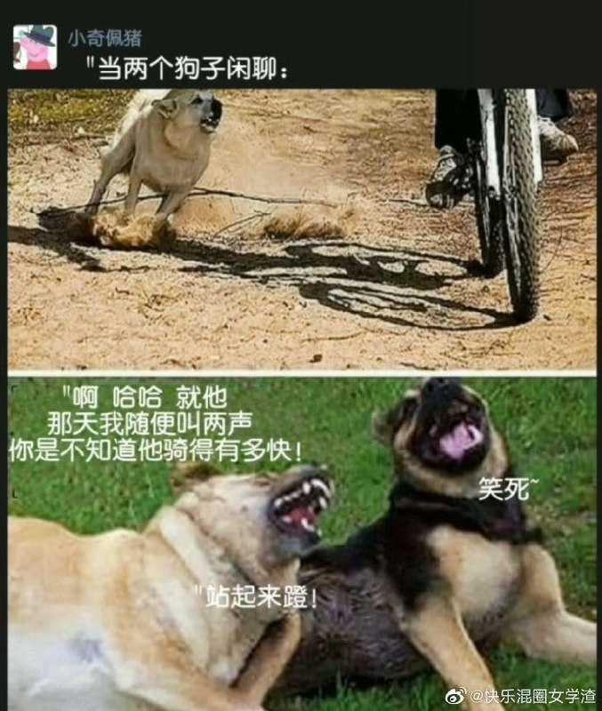 狗狗的闲聊话题
