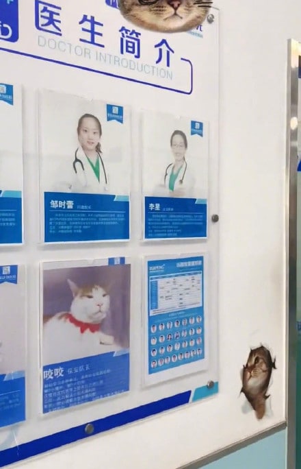一只拿到医院编制的猫咪~一只拿到医院编制的猫咪~
