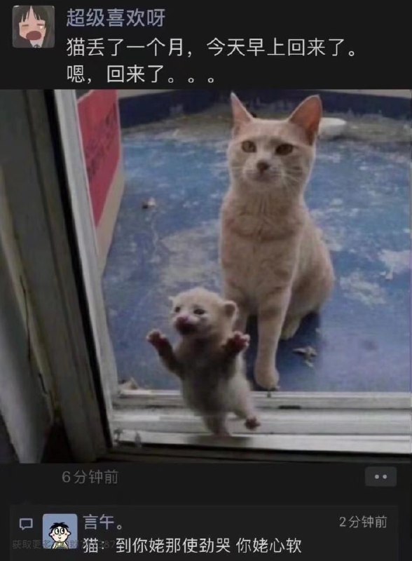 猫猫的心机！