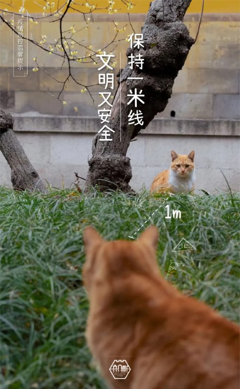 #苏州园林的猫  苏州防疫宣传，掌握了流量密码#苏州园林的猫  苏州防疫宣传，掌握了流量密码