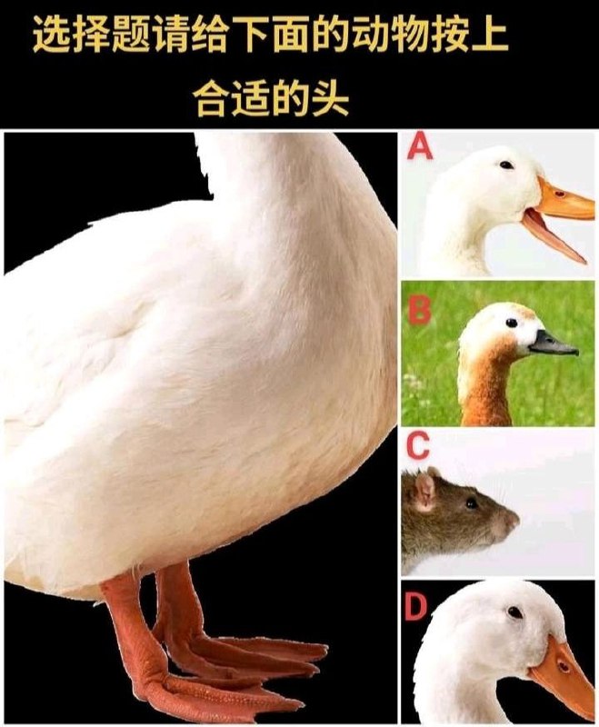 via JOZA 橘子