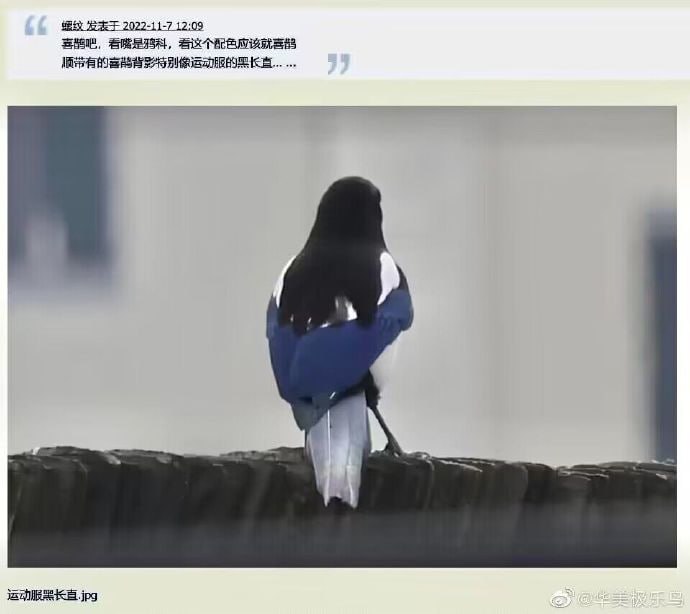 from 平壤卫视from 平壤卫视
