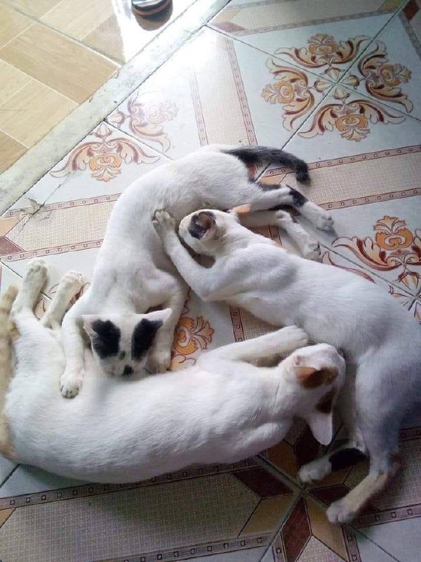 #猫猫from 平壤卫视