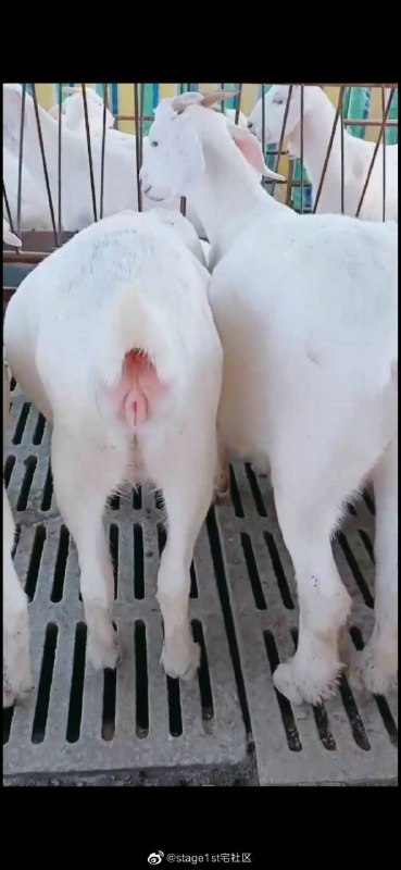 #nsfw 人不能，至少不应该#nsfw 人不能，至少不应该