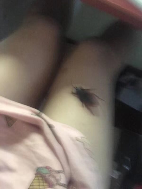 这么大的蟑螂在腿上