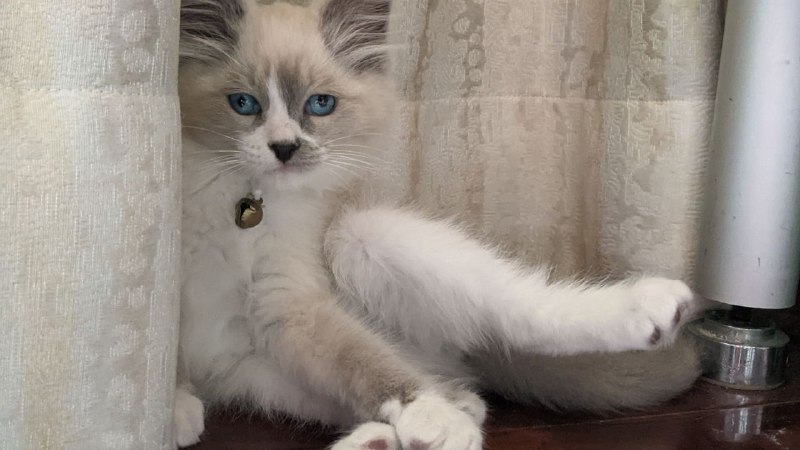 每ᨐ日ᨐ猫ᨐ图每ᨐ日ᨐ猫ᨐ图
