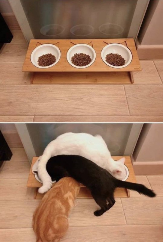 #猫猫from 平壤卫视 via ㅤ