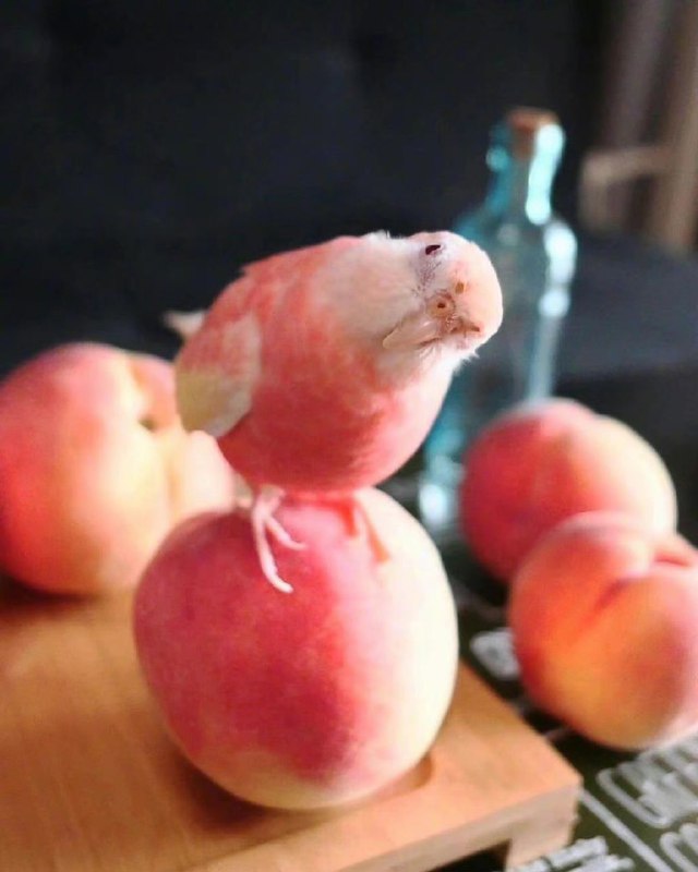 看看小鸟开心一下吧via 🍀глорит☘️看看小鸟开心一下吧via 🍀глорит☘️