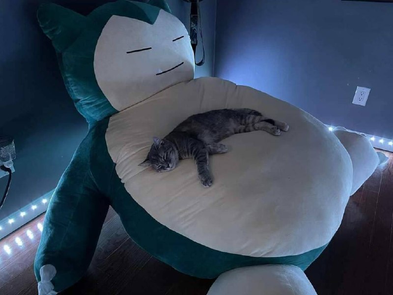 #猫猫from 平壤卫视