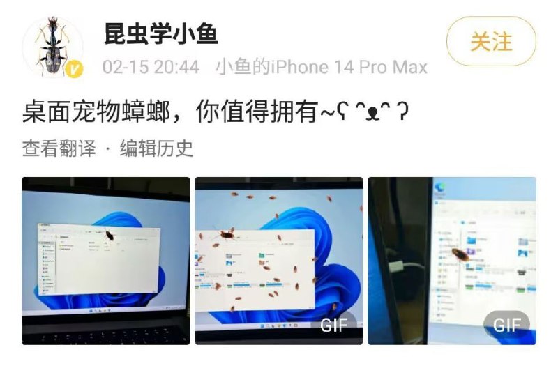 广东特产桌宠广东特产桌宠