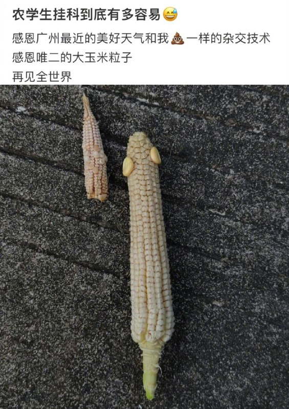 via 狸猫 残影