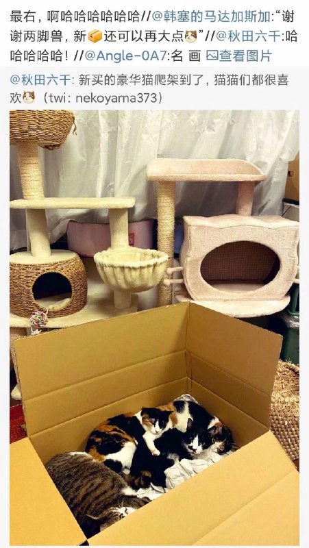 猫猫的新爬架到了，猫猫很喜欢猫猫的新爬架到了，猫猫很喜欢