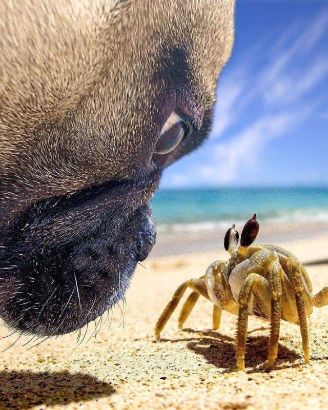 #你瞅啥  当巴哥犬与螃蟹相遇，大眼瞪小眼