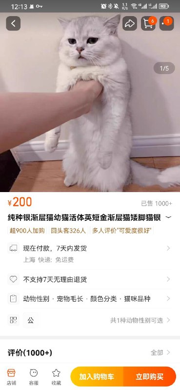 猫：你好via Czk 半死不活