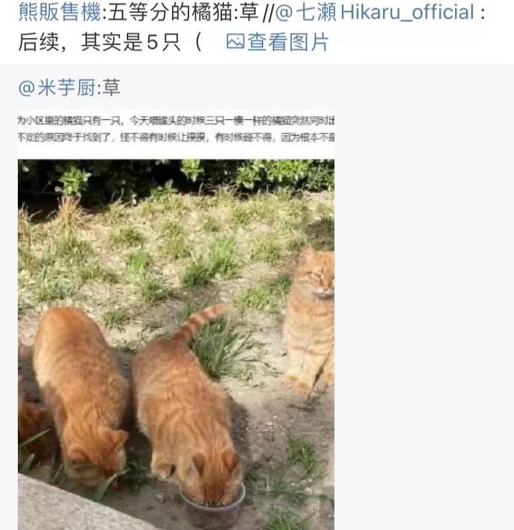 好，是大橘🐷好，是大橘🐷