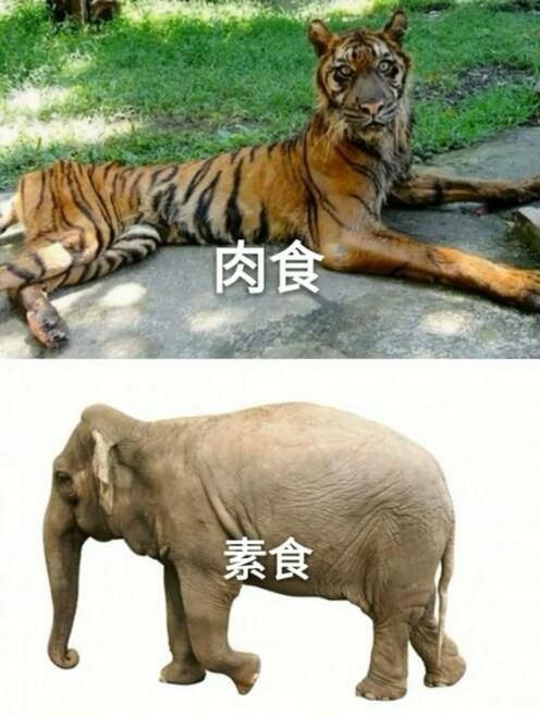 吃什麽減肥，不用我說了吧🧐吃什麽減肥，不用我說了吧🧐