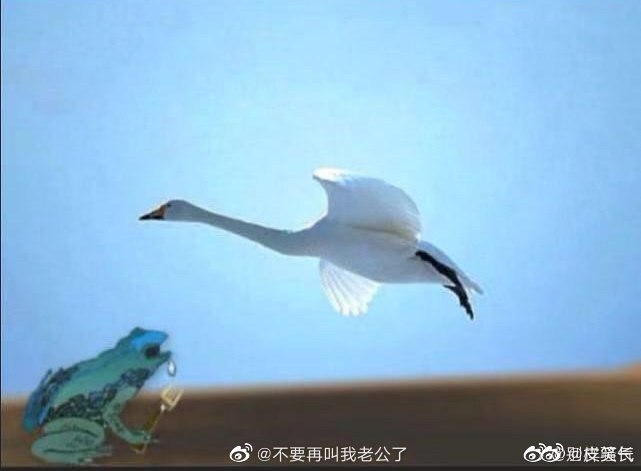 没别的意思，就是想癞蛤蟆吃天鹅肉没别的意思，就是想癞蛤蟆吃天鹅肉
