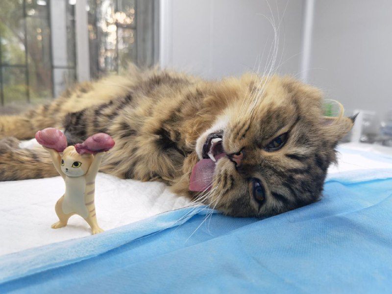 我朋友给他的猫亲手阉的🤣from Rosmontis's blog🔅我朋友给他的猫亲手阉的🤣from Rosmontis's blog🔅