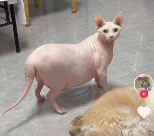这是猫？这是猪吧这是猫？这是猪吧