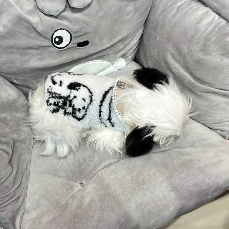 #狗狗from 平壤卫视 via 呀#狗狗from 平壤卫视 via 呀