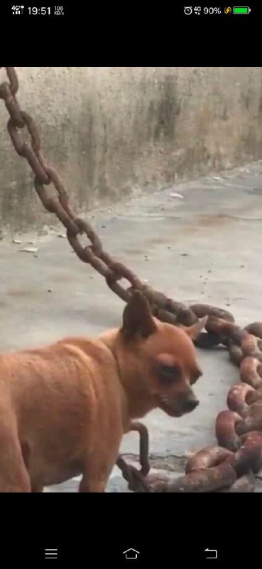 这狗子做了什么天怒人怨的事情吗？via 君生我未生，我生君已老