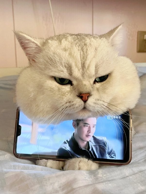 #猫猫 手机支架😂from 平壤卫视 via 呀#猫猫 手机支架😂from 平壤卫视 via 呀