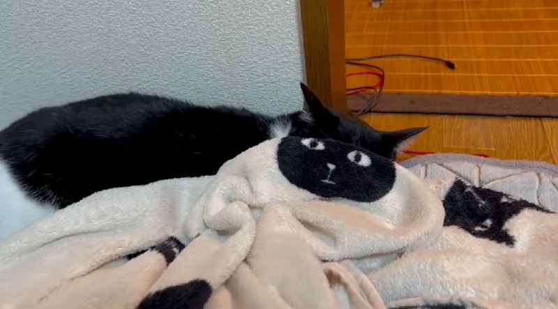 躲猫猫躲猫猫