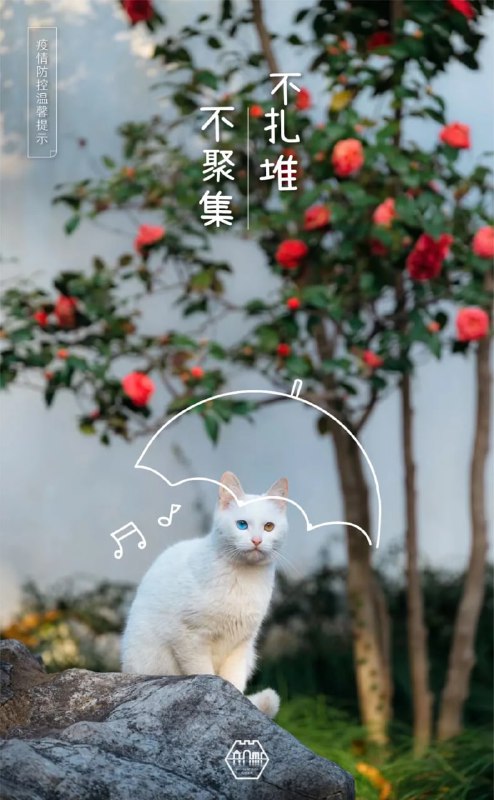 #苏州园林的猫  苏州防疫宣传，掌握了流量密码#苏州园林的猫  苏州防疫宣传，掌握了流量密码