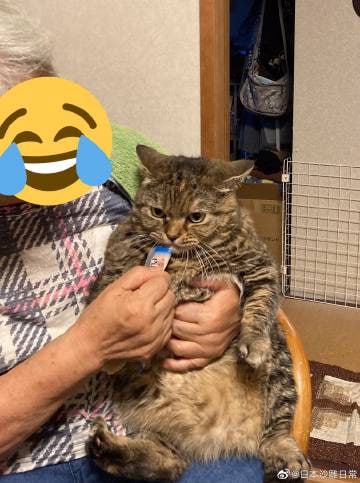 爪子被剪了，气归气，猫条还是要吃的爪子被剪了，气归气，猫条还是要吃的