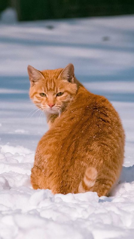 每ᨐ日ᨐ猫ᨐ图每ᨐ日ᨐ猫ᨐ图