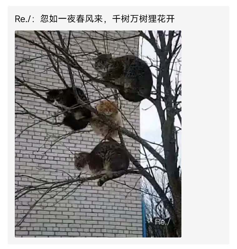 from rvalue的生草日常