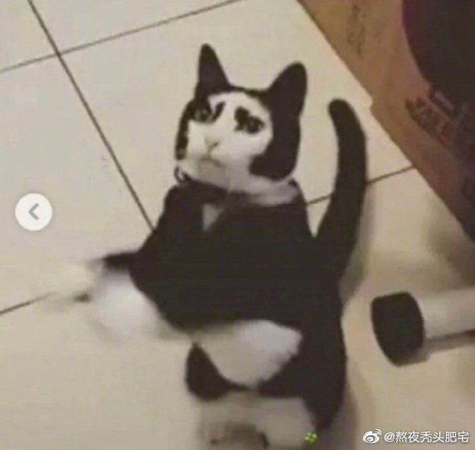 幾個月前領養了一只貓咪，還以為長大會好看.......哈哈哈哈哈哈哈哈結果長成了一個表情包幾個月前領養了一只貓咪，還以為長大會好看.......哈哈哈哈哈哈哈哈結果長成了一個表情包