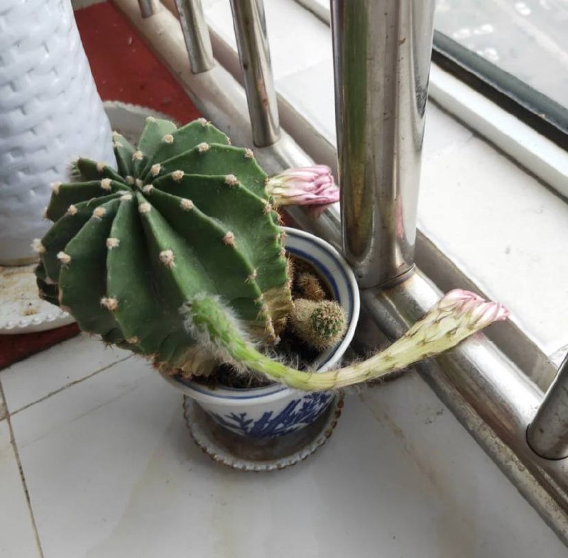 放我出去via 🥛放我出去via 🥛