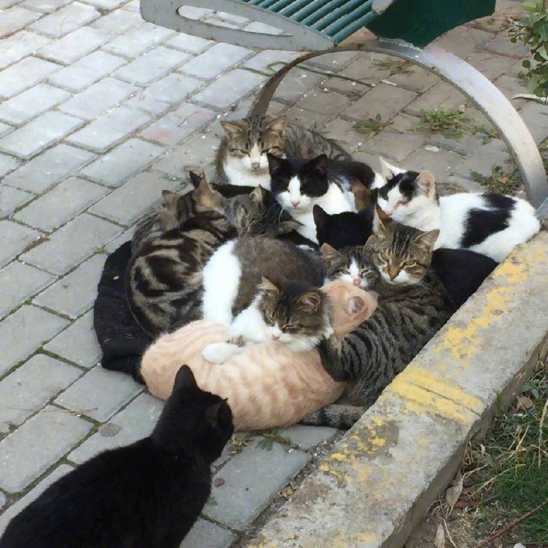橘猫在哪都是团宠from 平壤卫视 via 呀