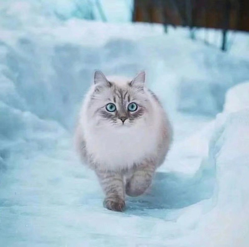 无内鬼！来点猫猫！无内鬼！来点猫猫！