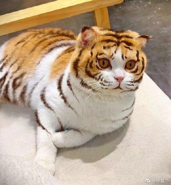 from 狐狸的猫猫频道🐱 via Cube Fox