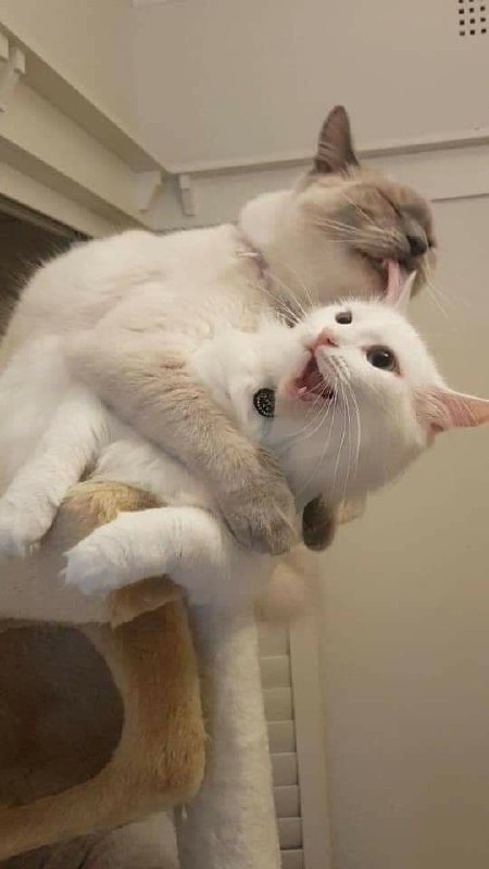 “霸道猫猫 ​​​”“霸道猫猫 ​​​”