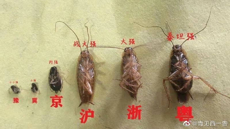 大拇指大的昨晚捉了一只