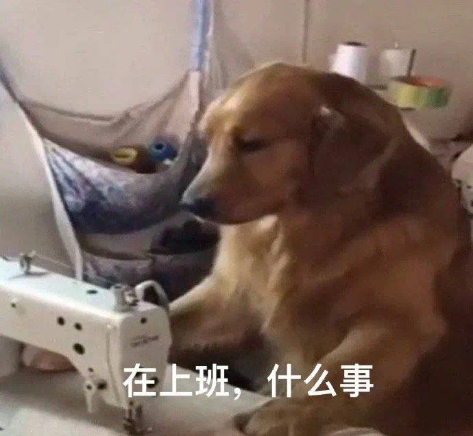 老爹:养你不如养条狗老爹:养你不如养条狗