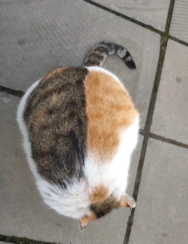 重庆大学校内的猫猫，因为很会打人所以名叫战神，这长得真是胖若两猫...#猫猫from 平壤卫视 via ㅤ重庆大学校内的猫猫，因为很会打人所以名叫战神，这长得真是胖若两猫...#猫猫from 平壤卫视 via ㅤ