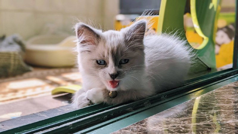 每ᨐ日ᨐ猫ᨐ图~每ᨐ日ᨐ猫ᨐ图~