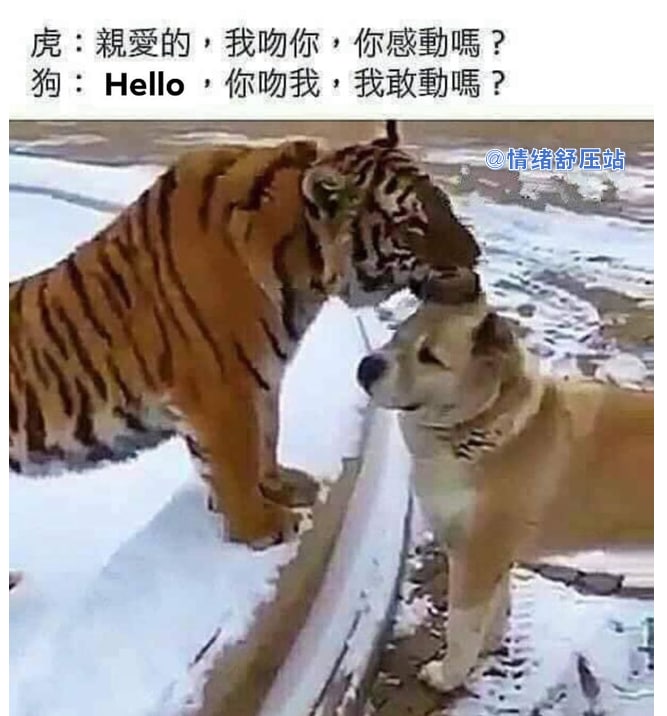 狗主：那天是我最后一次看到我的狗狗😭