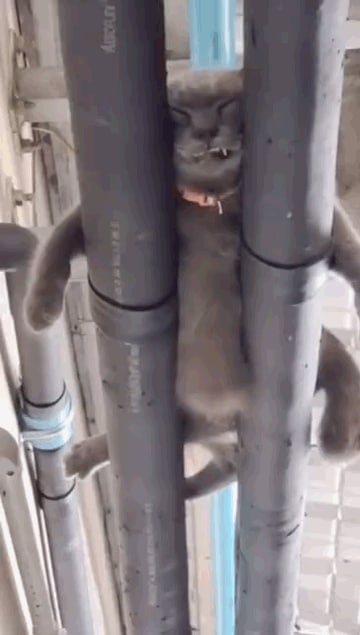 不懂就问，猫睡觉都这样嘛？不懂就问，猫睡觉都这样嘛？