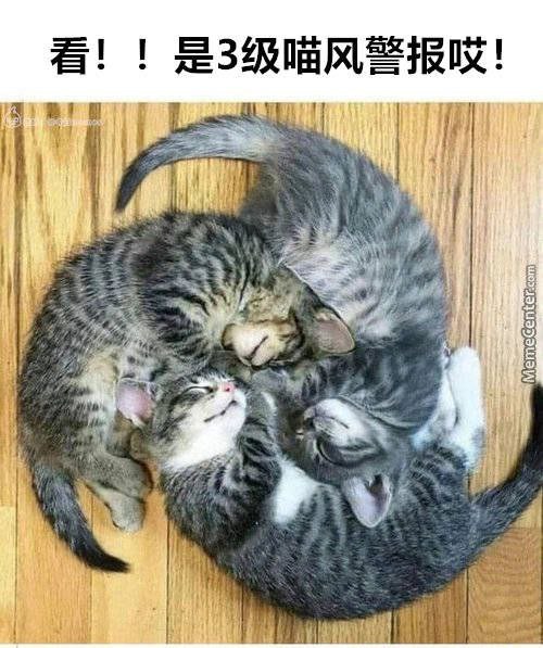 from 小奶喵♡