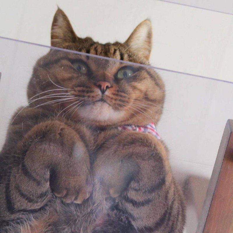 #猫 咪 美图#猫 咪 美图